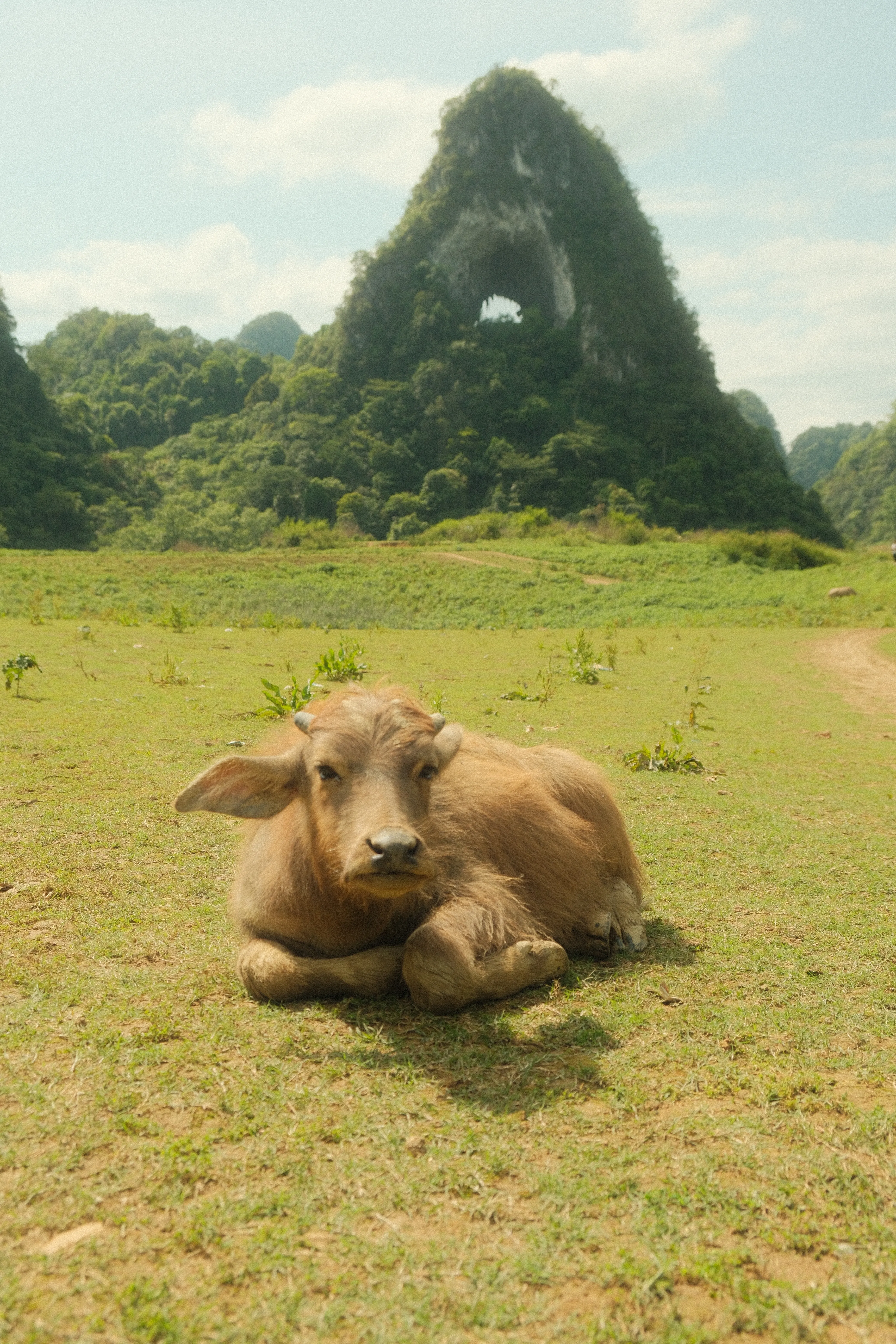 Calf at God's Eye, Cao Bang Vietnam
