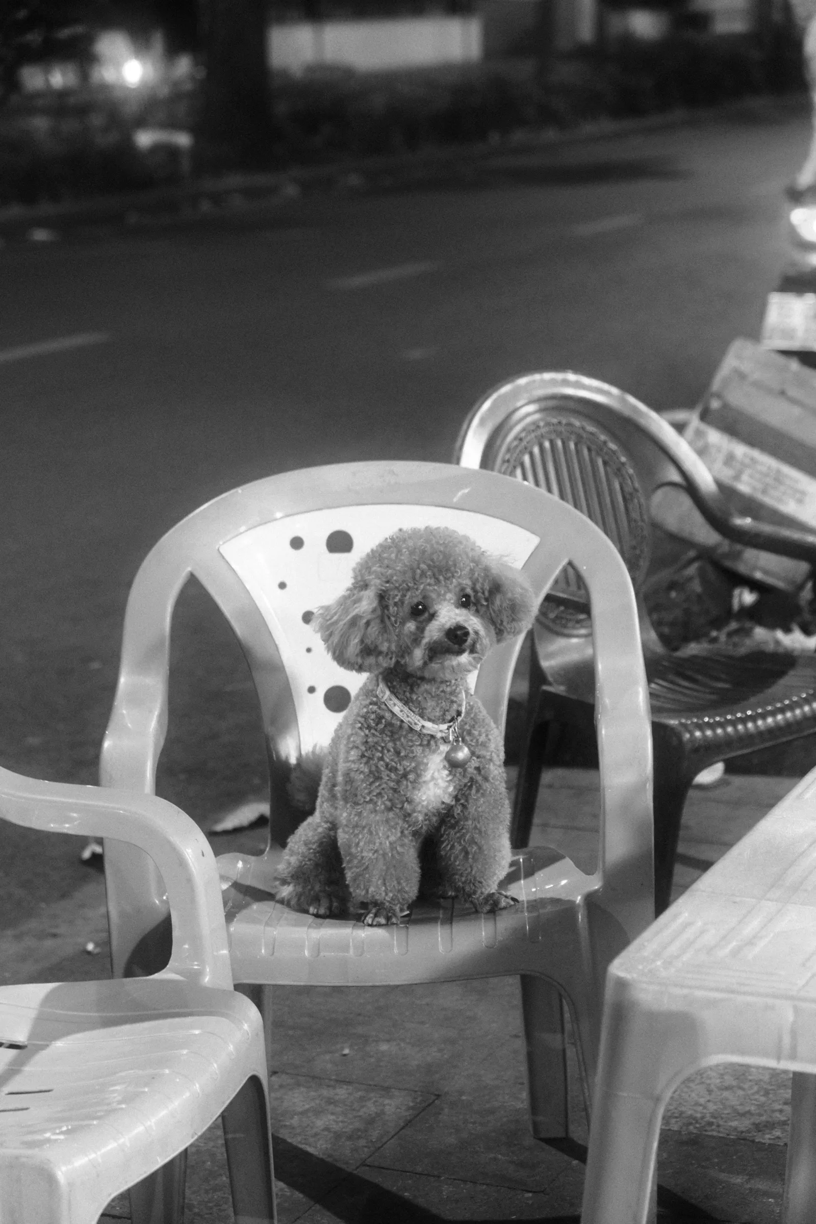 A small poodle sitting on a plastic chair in the Hanoi Old Quarter.